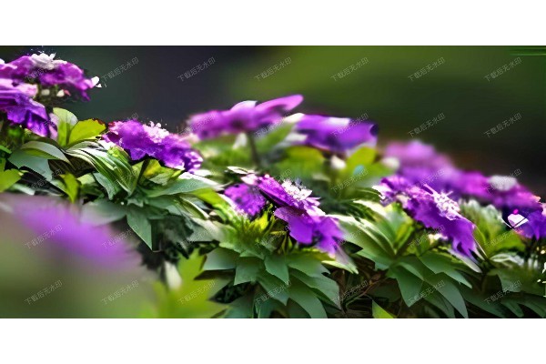 武汉技师按摩，触感舒心体验！